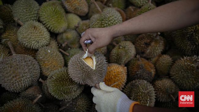 Thailand mengubur 65 ton durian yang ditolak China karena mengandung pewarna kuning. Pemerintah menangguhkan izin ekspor 26 pemasok durian.