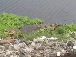 Heboh Buaya Muncul di Rawa Belakang TPA Antang Makassar