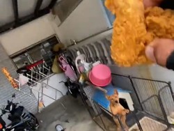 Kurir Ini Dapat Pesanan Makanan untuk Dikasih ke Anjing Peliharaan