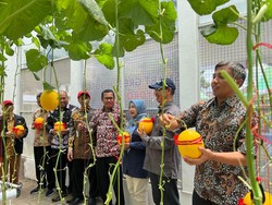 Ngalam Mbois: Manisnya Melon Berteknologi Smart Farming di Green House UMM
