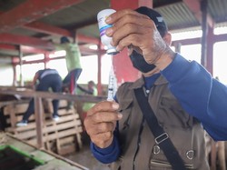 Kota Batu Terima Bantuan 7.250 Dosis Vaksin PMK dari Pusat