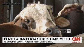VIDEO: Penyebaran Penyakit Kuku dan Mulut