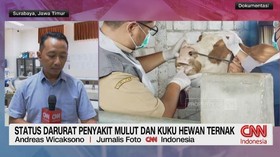 VIDEO: Status Darurat Penyakit Mulut dan Kuku Hewan Ternak
