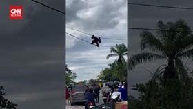 VIDEO: Detik-detik Orang Utan Tewas usai Gelantungan di Kabel Listrik