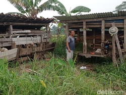 Resah Peternak di Tasikmalaya Domba dan Bebek Mati Mendadak