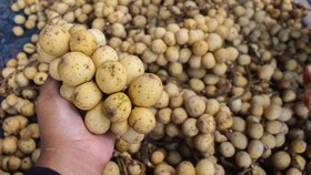 Bisa Bikin Naik BB, Kelompok Orang Ini Sebaiknya Tidak Makan Duku