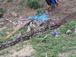 Ular Piton 7 Meter Tepergok Warga Usai Telan Rusa di Sultra
