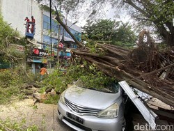 Pohon Tumbang Timpa Mobil di Hayamwuruk Semarang