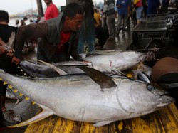 Tarif Impor ke AS Tinggi, Indonesia Perluas Pasar Tuna hingga Jepang-China