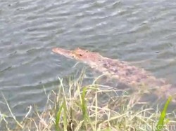 Buaya di Tambak Bandeng Sidoarjo Gagal Ditangkap, Agus Makin Cemas
