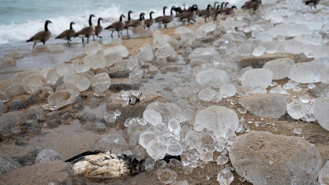 FOTO: Ratusan Bebek Tewas di Sepanjang Danau Michigan Imbas Flu Burung