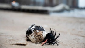 FOTO: Ratusan Bebek Tewas di Sepanjang Danau Michigan Imbas Flu Burung