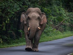 Turis Santuy Selfie dengan Gajah Liar, Berujung Didenda Taman Nasional