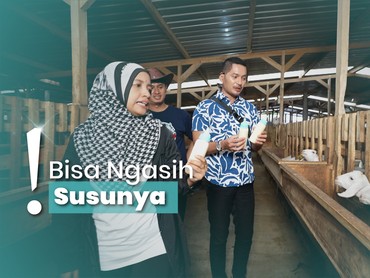 Mengunjungi Peternakan Dombos di Wonosobo, Produksi Susu Kambing