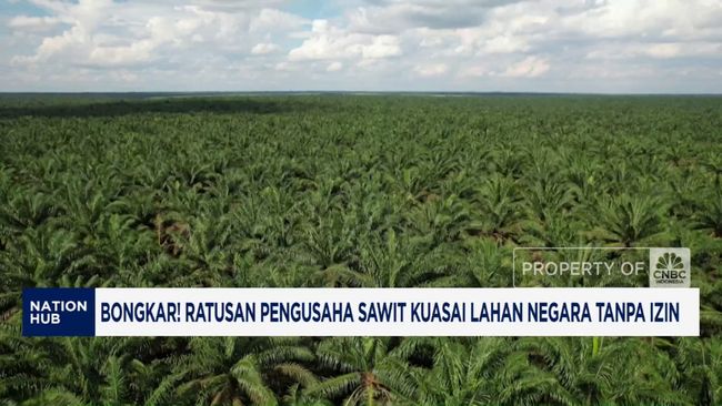 Kisruh Tumpang Tindih Lahan Sawit, Begini Penjelasan GAPKI