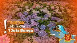 Festival Bunga Chiang Mai Thailand, Cuma Ada di Februari dan Gratis