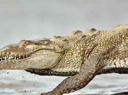 Kumpulan Buaya Bersarang di Pembangkit Listrik Tenaga Nuklir, Reptil Mutan?