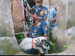 Kambing Mati Kecebur Sumur 12 Meter di Klaten
