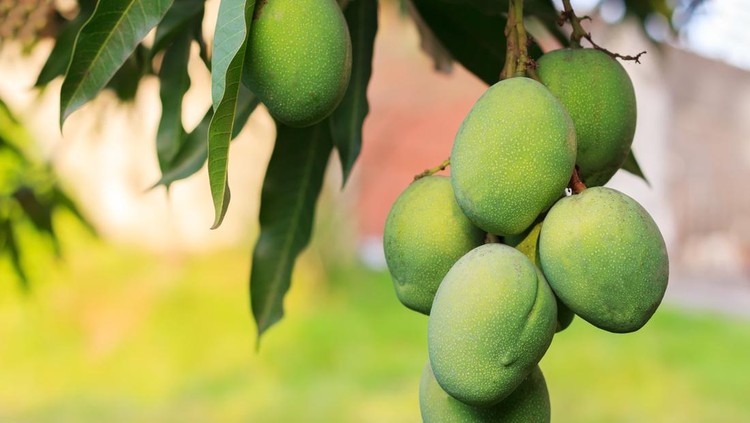 Bunch of green mango on tree in garden. Selective focus