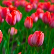 Mengenal 9 Simbol Cinta dan Maknanya yang Penuh Keromantisan, Bukan Cokelat atau Mawar!