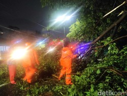10 Pohon Tumbang Tutup Jalan Raya Porong Usai Hujan Disertai Angin Kencang
