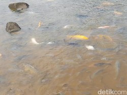 Cerita Ikan di Situ Sangiang yang Konon Jelmaan Prajurit Kerajaan