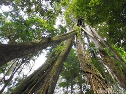 Aneh Tapi Nyata, Ada Pohon Berkaki Delapan di Majalengka