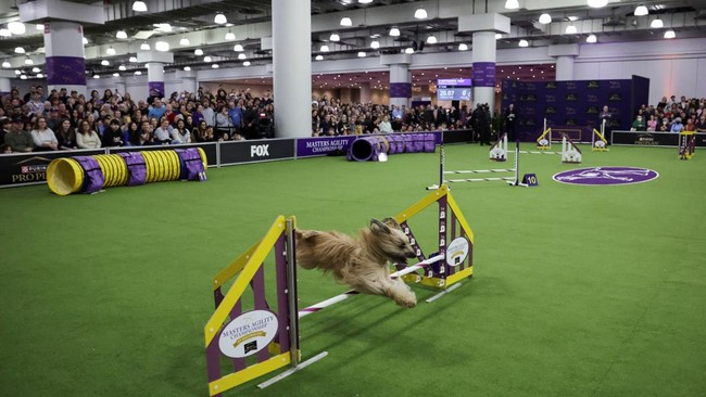 FOTO: Kontes Bergengsi Anjing-anjing Lucu dan Berbakat di New York