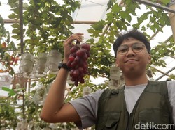 Tekad Daffa Lambungkan 4 Varietas Anggur Asli Jawa Barat