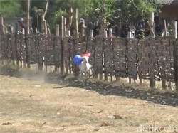 Seru! Tradisi Karapan Kambing Lumajang Jadi Ajang Silaturahmi Peternak