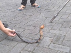 Geger Ular Kobra 1 Meter Muncul di Selokan Rumah Warga, Damkar Evakuasi