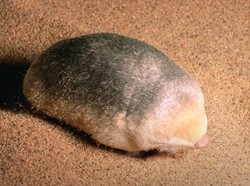 Penemuan Mengejutkan, Tikus Tanah Emas yang Dikira Punah Ditemukan Kembali!