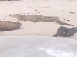 Heboh Buaya Muncul di Pantai Dunu Gorontalo Utara, BKSDA Imbau Warga Waspada