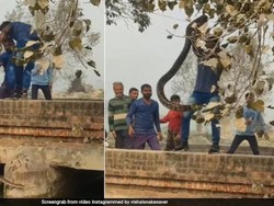 Viral Pria Menarik Ulan Piton Raksasa dari Sungai Bikin Geger
