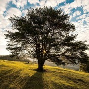 Bikin Bangunan Nggak Kokoh, Inilah 8 Pohon yang Bisa Rusak Pondasi Rumah