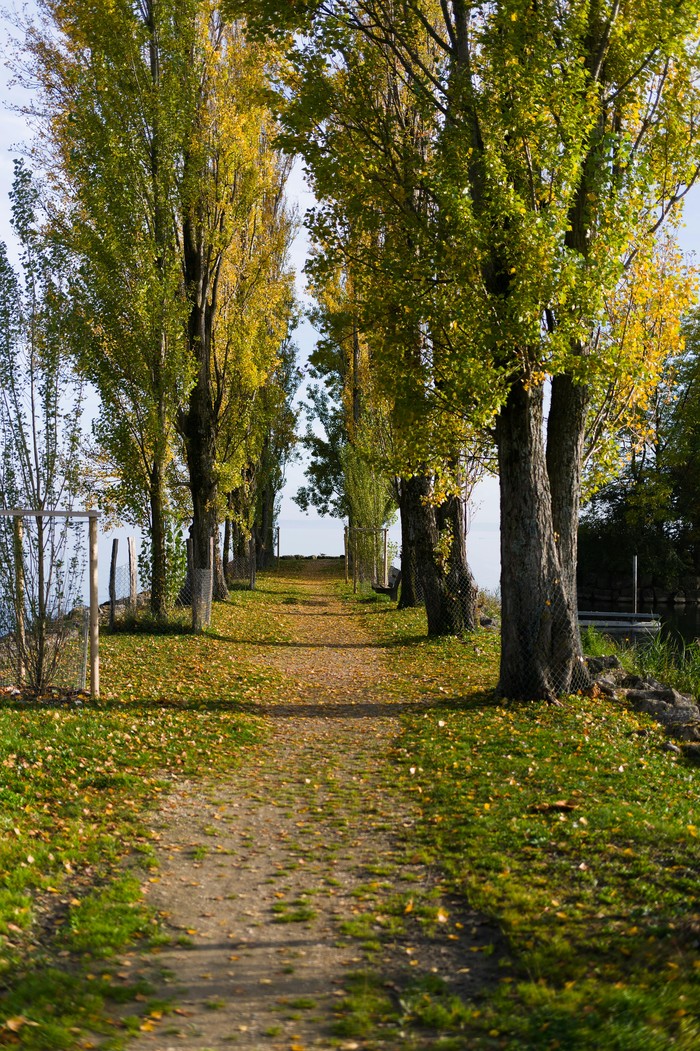 Ilustrasi pohon poplar