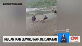 VIDEO: Ribuan Ikan Lemuru Naik ke Daratan