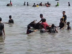 Mengintip Tradisi Rasol, Memandikan Sapi Usai Musim Tanam di Bawean