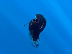 Tumben, Ikan Laut Dalam Anglerfish Muncul ke Permukaan