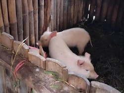 Peternak di Pasuruan Rugi Ratusan Juta Dampak Kematian Massal Babi