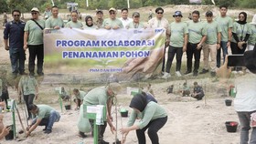 PNM Wujudkan Keberlanjutan Lewat Tanam Pohon dan Literasi Asuransi