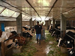 Alasan Impor Sapi Hidup Tak Lagi Dibatasi