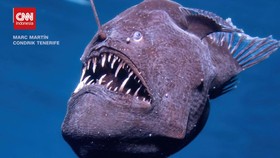 VIDEO: Momen Langka Ikan Anglerfish alias Sea Devil Naik ke Permukaan