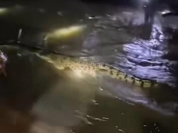 Mau Antar Paket, Ojol Ngacir Diadang Buaya 4 Meter di Makassar