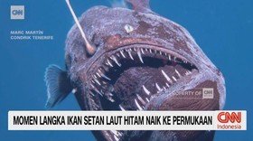 VIDEO: Momen Langka Ikan Setan Laut Hitam Naik ke Permukaan