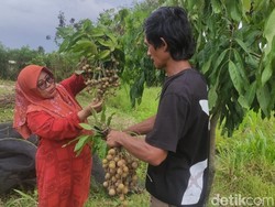 Serunya Petik dan Makan Buah Kelengkeng Sepuasnya di Agrowisata Sidoarjo