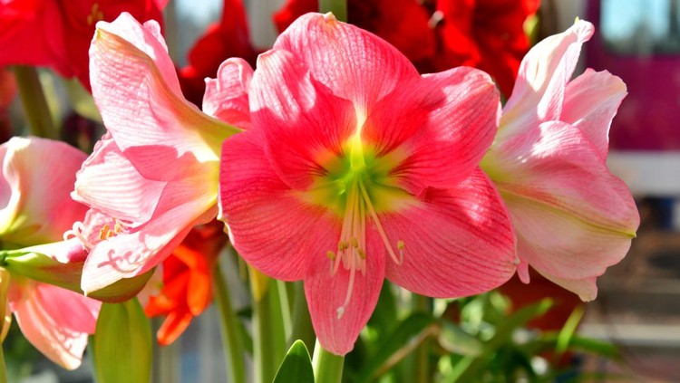 Ilustrasi bunga amarilis Hippeastrum/amaryllis is a genus in the family Amaryllidaceae with about 70-90 species. It produces tubular-shaped flowers on long and thick stems.