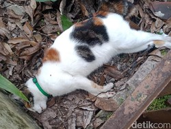 Belasan Kucing di Malang Mati Mendadak Diduga Diracun, Cat Lovers Geram