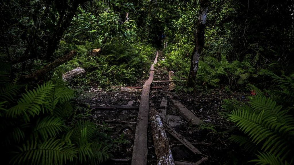 Menhut Perluas Perhutanan Sosial: Target 1,4 Hektar Hutan Adat 4 Tahun