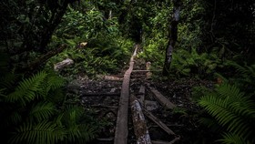 Menhut Perluas Perhutanan Sosial: Target 1,4 Hektar Hutan Adat 4 Tahun